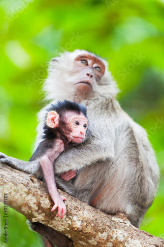 Cub of a monkey with mother on a tree branch
