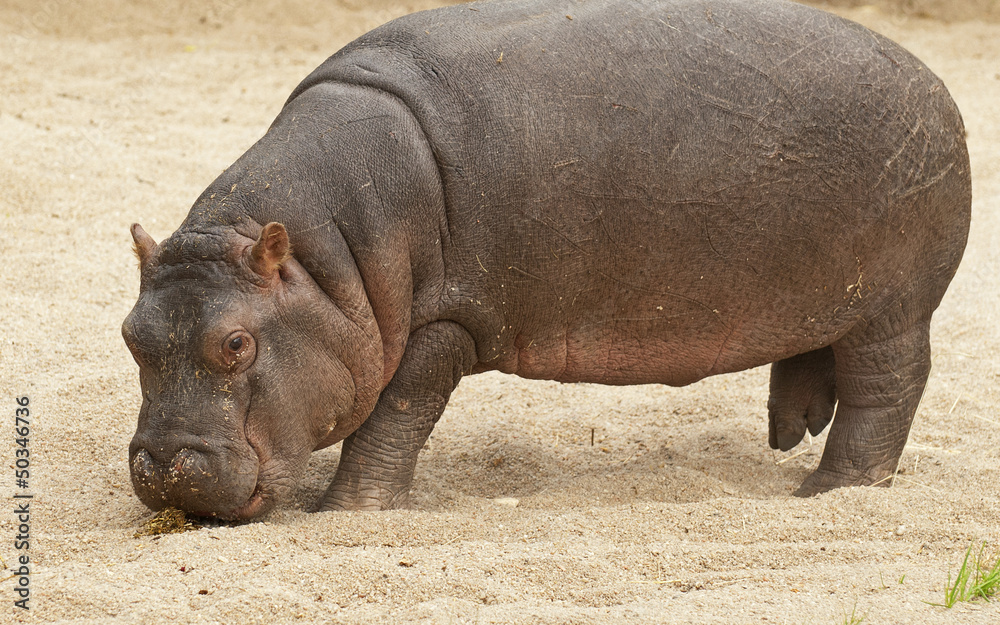Small hippo Small hippo