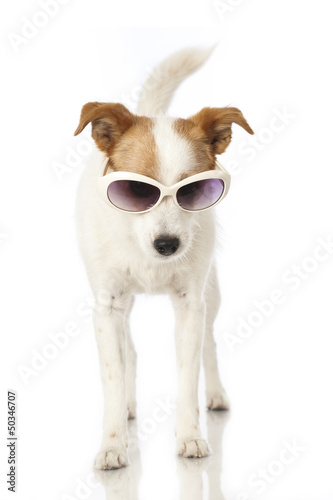 Hund mit Sonnenbrille - Dog with sunglasses © DoraZett