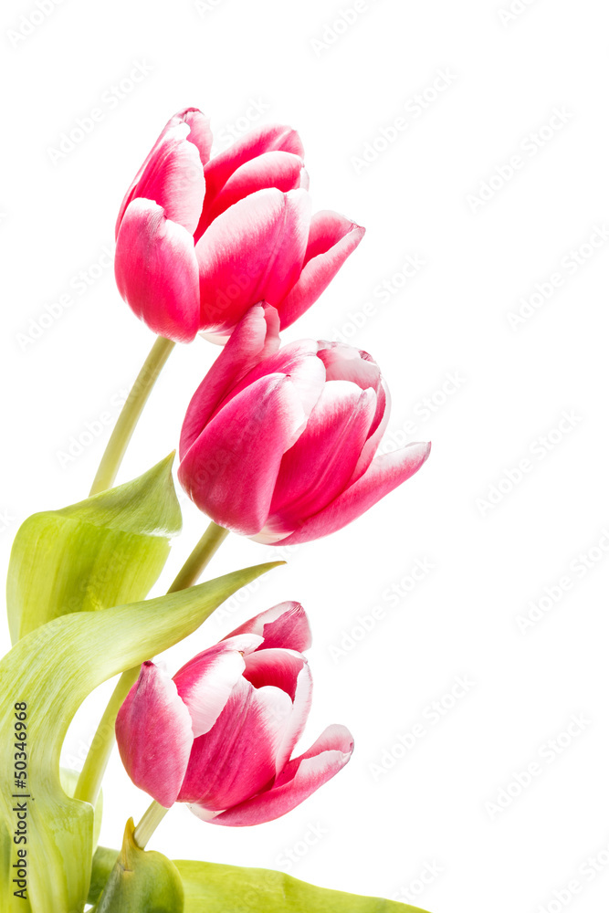 Naklejka premium Bouquet of tulips