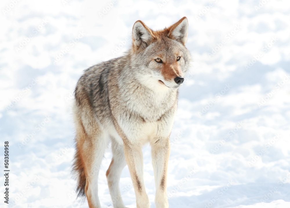 coyote en hiver