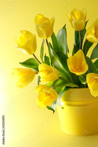 Fototapeta Naklejka Na Ścianę i Meble -  Yellow tulips on a yellow background