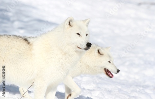 deux loups blanc