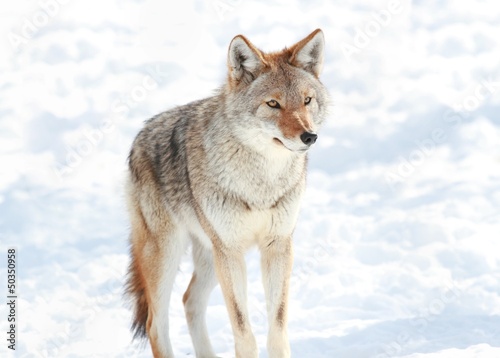 coyote en hiver © karlumbriaco