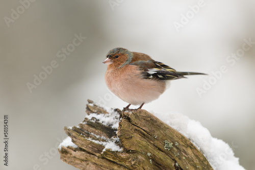 Buchfink, Chaffinch, Fringilla coelebs photo