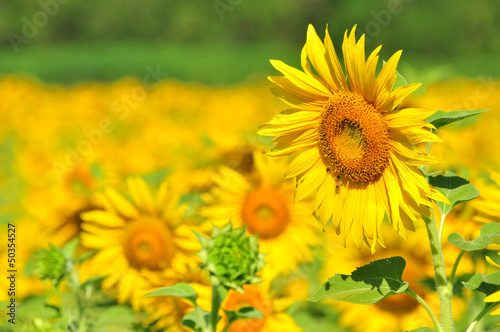 Sunflower garden