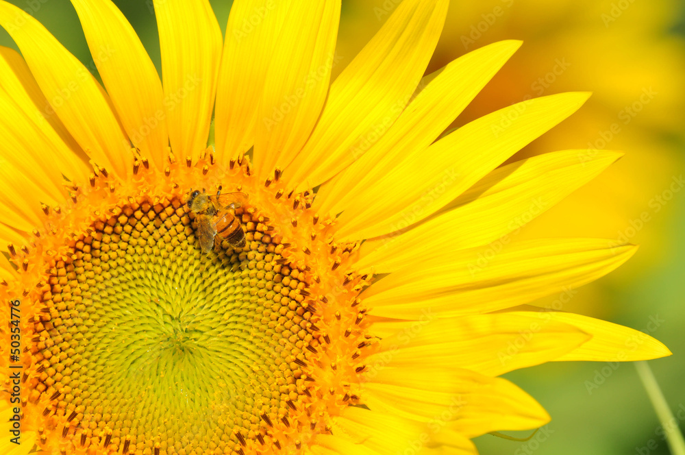 Close-up sunflower with bee Close-up sunflower with bee