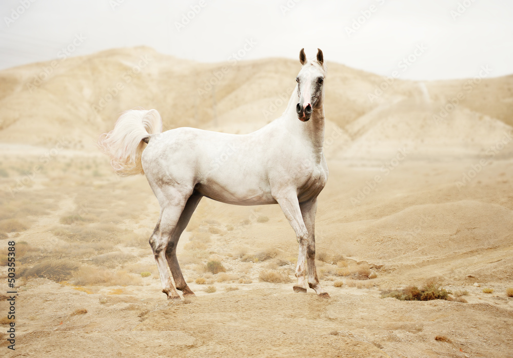 Purebred white arabian horse in desert Purebred white arabian horse in desert