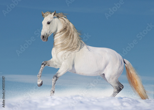 Fototapeta Naklejka Na Ścianę i Meble -  White andalusian stallion in paddock