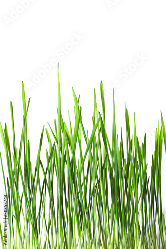 Organic wheatgrass on white