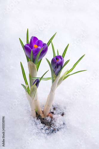 Spring flowers growing under the snow. Crocus.