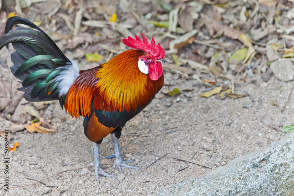 Rooster in a park