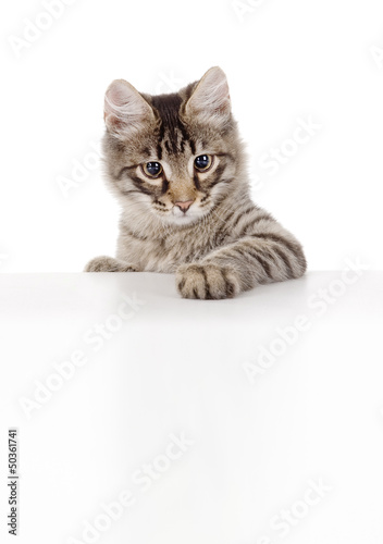 Pretty kitten peeking out of a blank sign. isolated on white