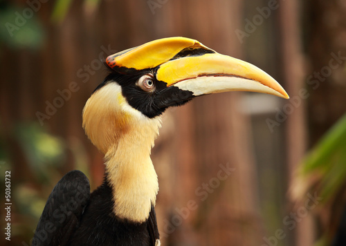 Yellow Billed Hornbill photo