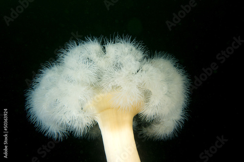 Plumose Anemone Cluster photo