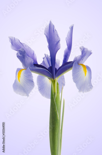 Fototapeta Naklejka Na Ścianę i Meble -  Purple lily flower