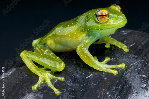 Golden-eyed Tree Frog / Boophis albipunctatus photo