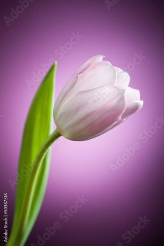 tulip flower on purple background