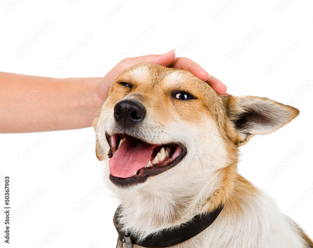 Pat A Dog