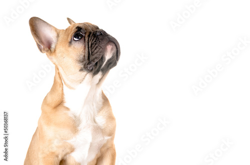 Französische Bulldogge vor weiß