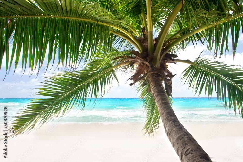 Seychellen Strand mit Palme