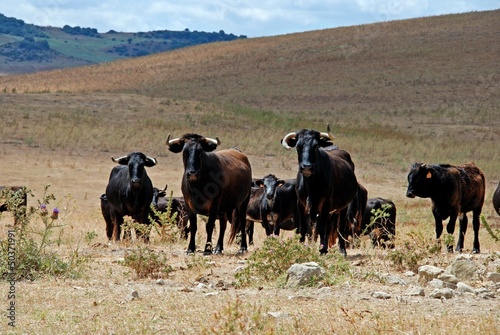Bulls in field, Medina Sidonia, Andalusia © Arena Photo UK © arenaphotouk