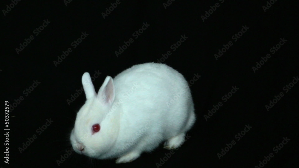 Fluffy white rabbit sniffing its nose Fluffy white rabbit sniffing its nose