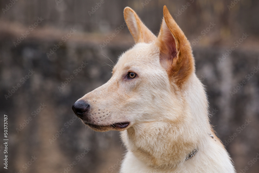 Schäferhund Porträt Schäferhund Porträt