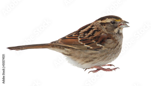 White-throated Sparrow Isolated