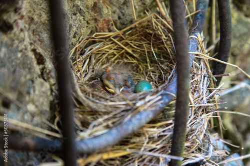 Eggs In a Nest