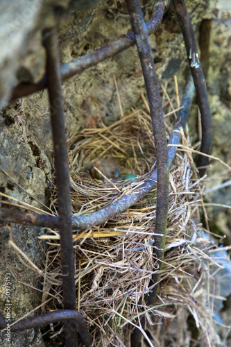 Bird Nest