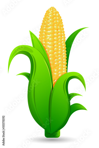 Fresh Corn