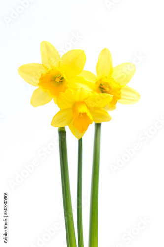 Pretty yellow daffodils with stems