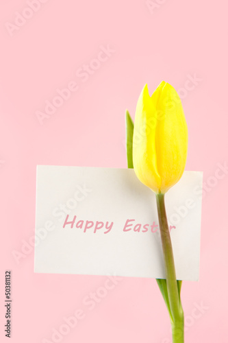 Yellow tulip with a white happy easter card on a pink background