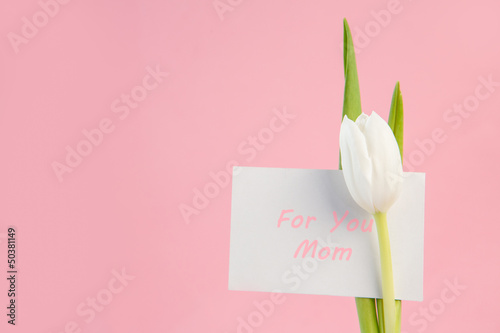 White tulip with a for you mum card on a pink background