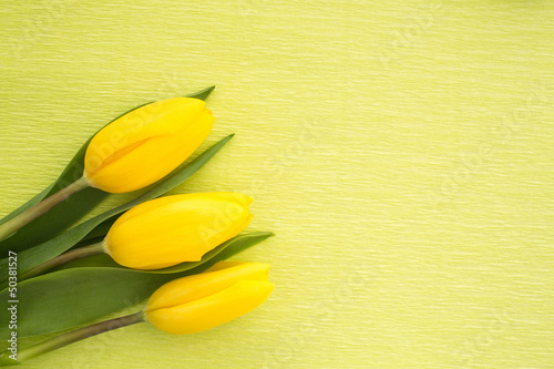 Three yellow tulips resting on green painted background