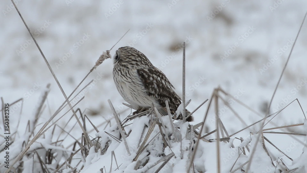 Short-eared owl in winter Short-eared owl in winter