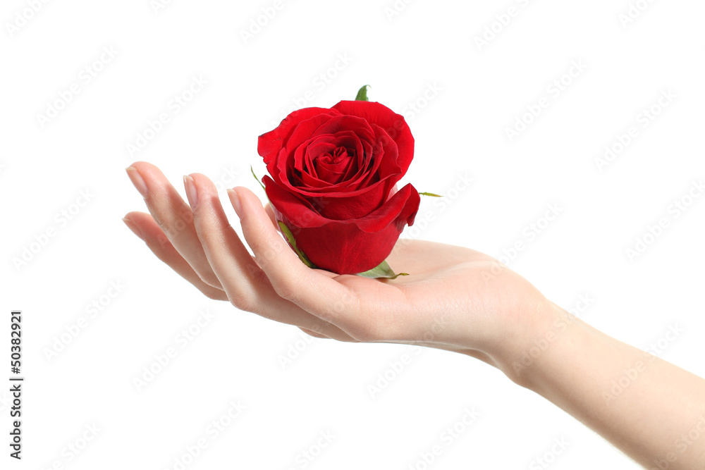 Naklejka premium Beautiful woman hand holding a red rose