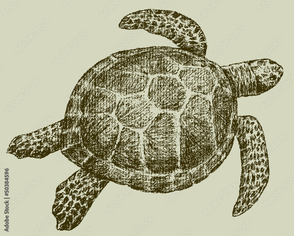 Fototapeta premium sea turtle