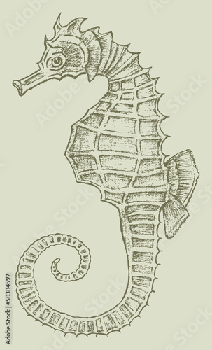 sea horse