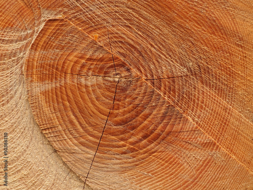 Fototapeta premium Jahresringe eines Baumes