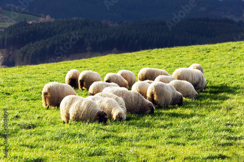 flock of typically basque latxa sheep photo