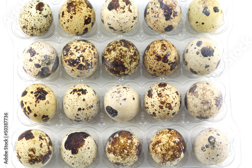 Many mottle quail eggs in plastic packaging cells  isolated