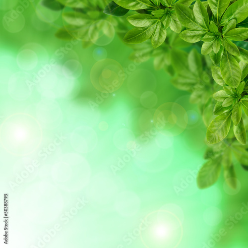Green leaves on the blurred background
