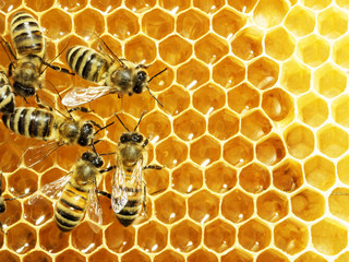 Acrylglasbilder Biene Arbeitsbienen auf goldenen Honigzellen  © Dmytro Smaglov