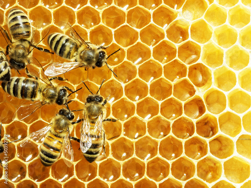 Tableau sur toile Gros plan sur les abeilles travaillant sur les cellules de miel