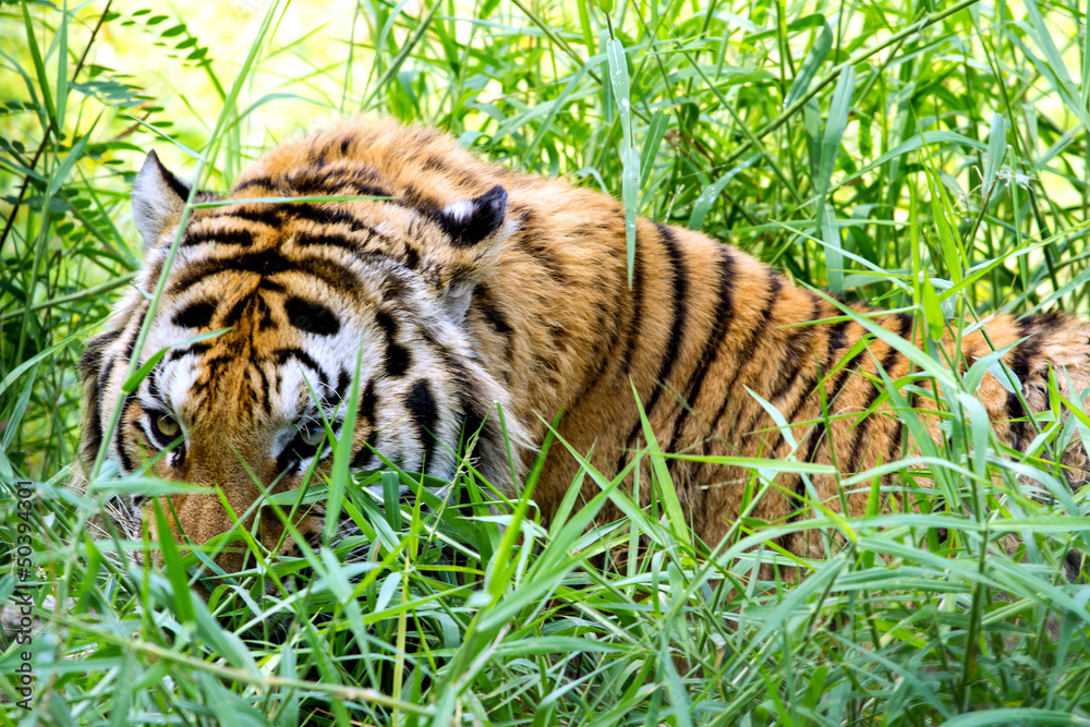 Obraz premium Bengal Tiger