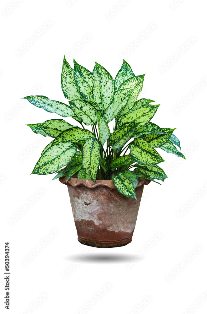 Obraz premium Dieffenbachia plant.