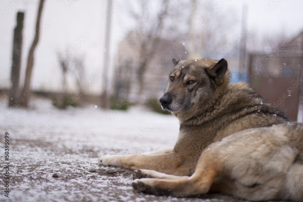 Naklejka premium chamomile out side