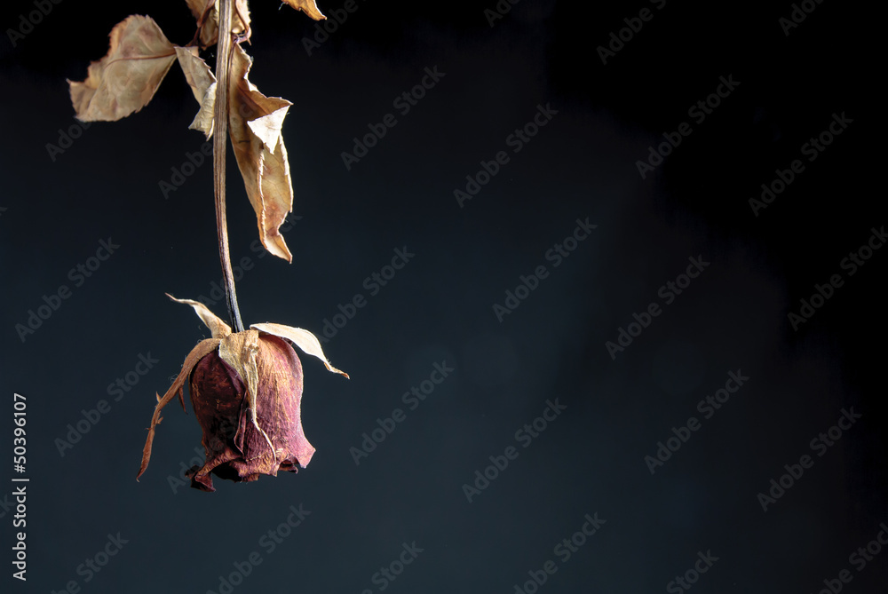 Obraz premium Close up of withered rose